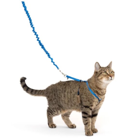 PetSafe Come With Me Kitty Bungee Leash Set of 2, Royal Blue, Sz S 42" - Picture 1 of 3